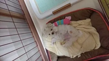 あらんちゃん 様のお迎えした子犬