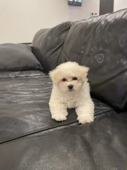 なお 様のお迎えした子犬