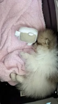 ゆっき 様のお迎えした子犬