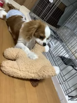 タンタンママ 様のお迎えした子犬