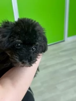 M.H 様のお迎えした子犬