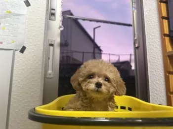 K.S 様のお迎えした子犬