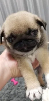 E.O 様のお迎えした子犬