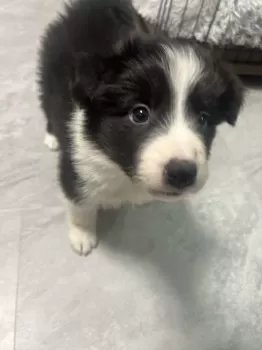 らっこ 様のお迎えした子犬