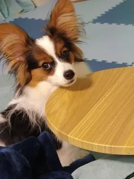 N.Y 様のお迎えした子犬