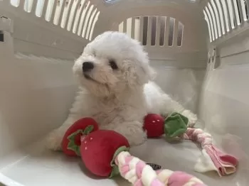 K.O 様のお迎えした子犬