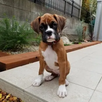 A.M 様のお迎えした子犬