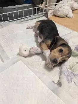 hiyoko 様のお迎えした子犬