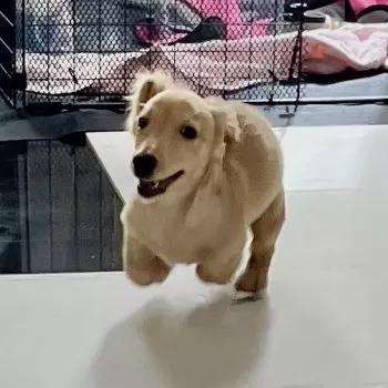 H.S 様のお迎えした子犬