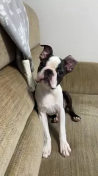 ひなさく 様のお迎えした子犬