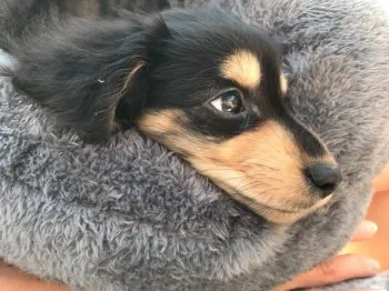 かれん 様のお迎えした子犬