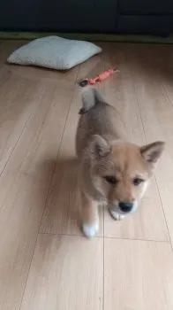 ジョージア 様のお迎えした子犬