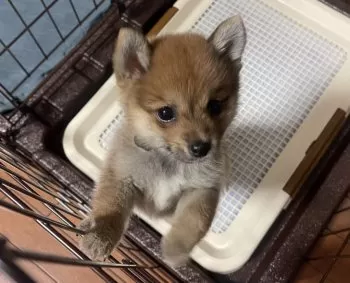 おっち 様のお迎えした子犬