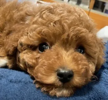 赤ピー 様のお迎えした子犬