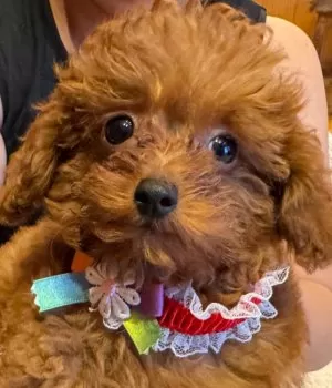 A.N 様のお迎えした子犬