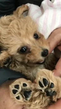 モコ 様のお迎えした子犬