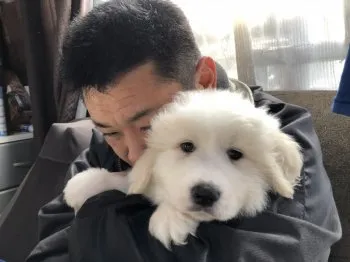 しもちゃん 様のお迎えした子犬