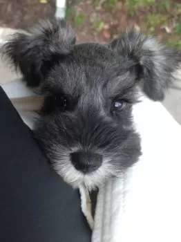 A.U 様のお迎えした子犬