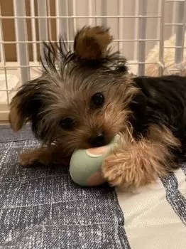 A.O 様のお迎えした子犬