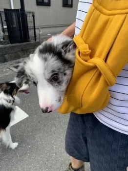 虹 様のお迎えした子犬