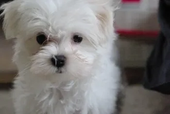 ゆず 様のお迎えした子犬