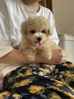 なるなる 様のお迎えした子犬