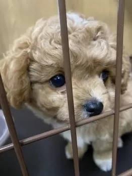 Y.S 様のお迎えした子犬