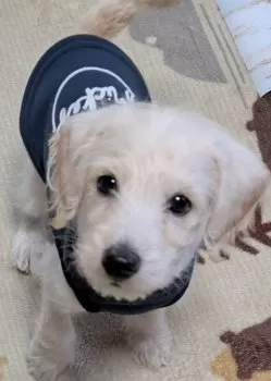 あきちゃん 様のお迎えした子犬
