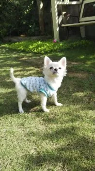 H.O 様のお迎えした子犬
