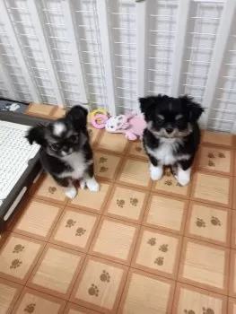 S.S 様のお迎えした子犬