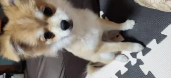 E.N 様のお迎えした子犬
