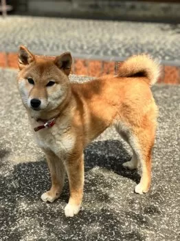 K.G 様のお迎えした子犬