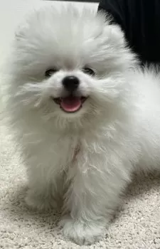 K.M 様のお迎えした子犬