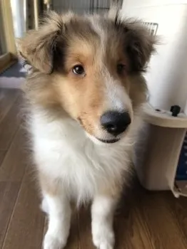 E.K 様のお迎えした子犬