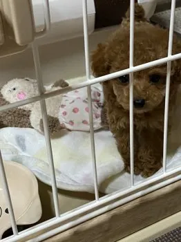 ポムまま 様のお迎えした子犬