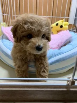 トワ 様のお迎えした子犬