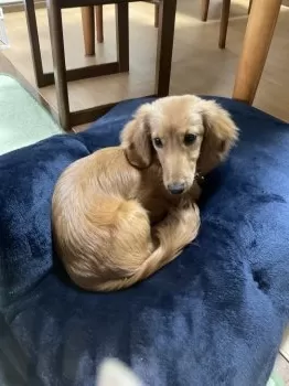T.A 様のお迎えした子犬