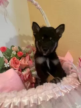 M.S 様のお迎えした子犬