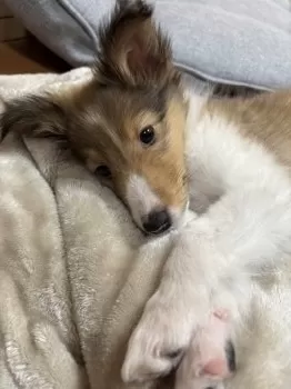 omatsu 様のお迎えした子犬