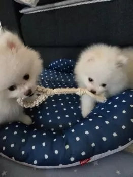 タカ 様のお迎えした子犬