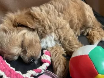 くう 様のお迎えした子犬