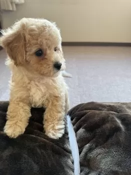 Y.S 様のお迎えした子犬