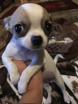 ソニー 様のお迎えした子犬