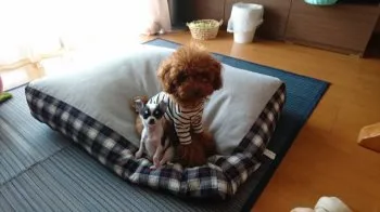 すー&ぽー&りー 様のお迎えした子犬