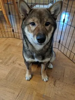 ロス 様のお迎えした子犬