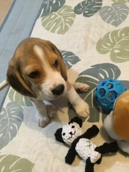 ロイママ 様のお迎えした子犬