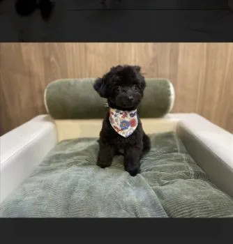 かあ 様のお迎えした子犬