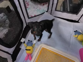がっちゃん 様のお迎えした子犬