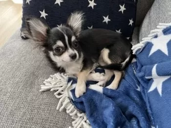S 様のお迎えした子犬