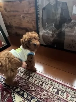 OT 様のお迎えした子犬